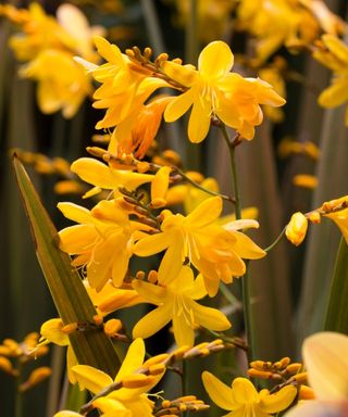 Crocosmia 'Solfatare’