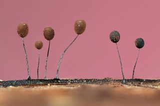 Tiny Forest Balloons Botanical Britain | Winner Jason McCombe Slime mould (Comatricha nigra) Essex, England Canon EOS R7 with Canon 100mm f/2.8 lens & Kenko extension tubes.
