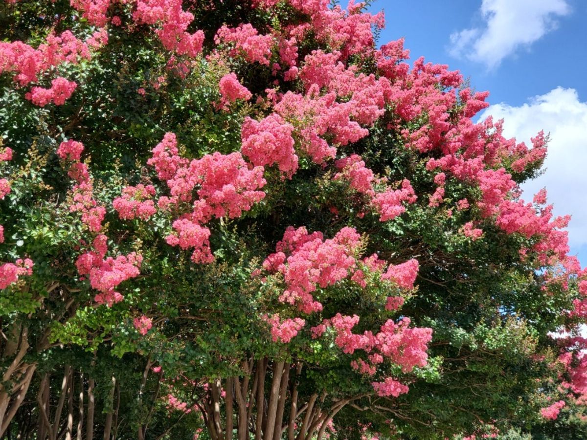 Crepe Myrtle Not Blooming Getting Crepe Myrtle Trees To Bloom