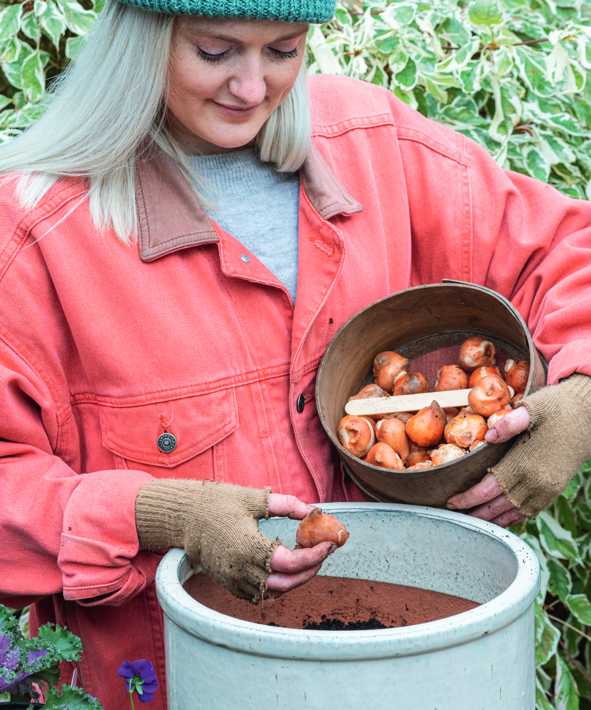 Step-by-Step Planting Containers with Winter / Spring Bulbs in fall. A milky glazed pot planted with all-pink tulips.