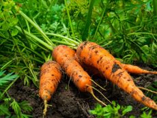 Freshly harvested carrots