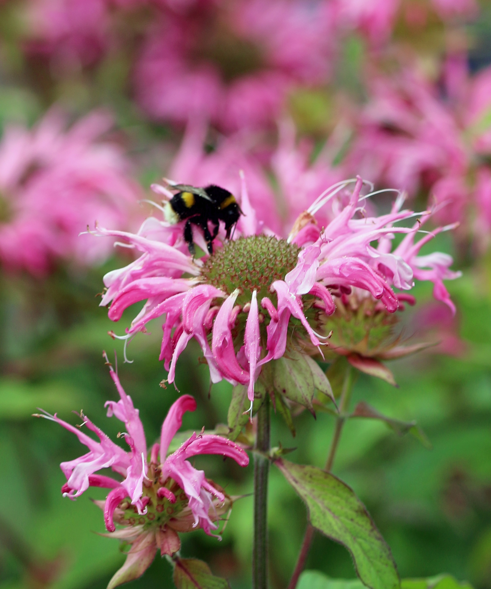 A bumblebee taking nectar from a pink monarda flower
