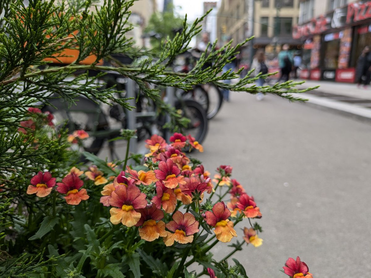 Google Pixel 8a camera image samples