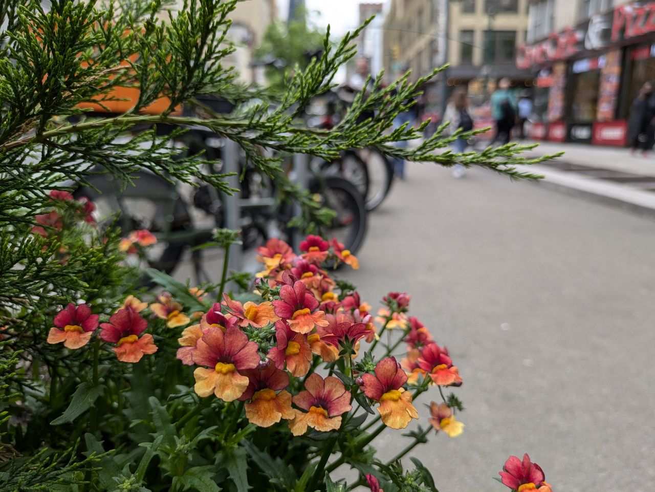 Google Pixel 8a camera image samples