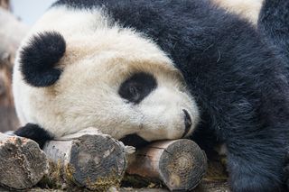 Panda snooze
