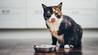 What kind of bowl is best for cats? Tortoise shell cat sitting in front of stainless steel bowl licking lips