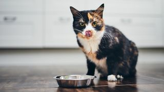 Cat sitting in front of stainless steel bowl licking lips