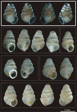 Different views of the living specimen (solid border) and empty shell (dotted border).