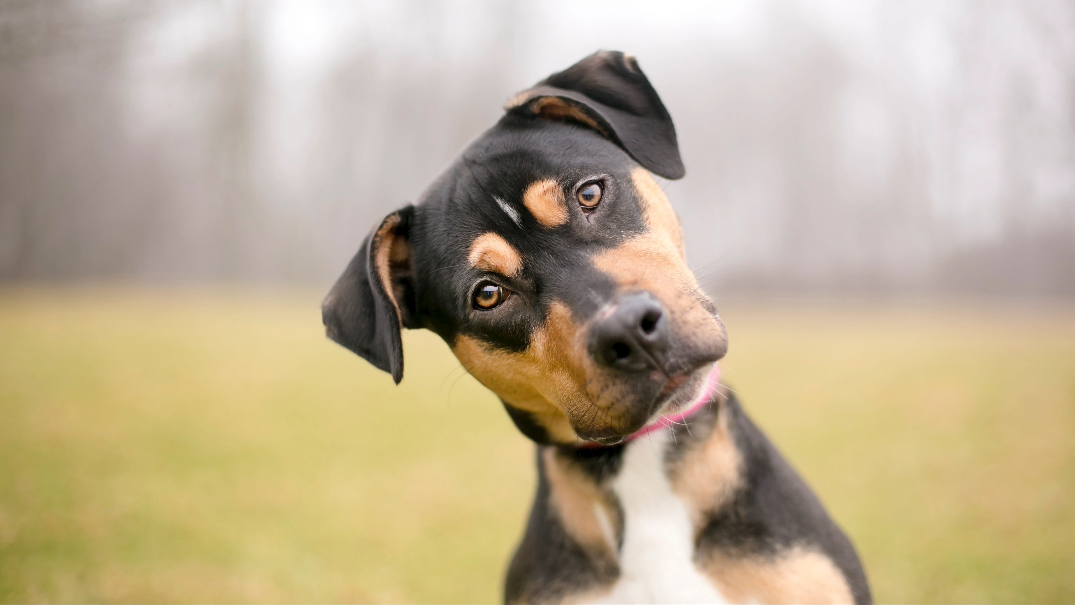 Dog tilting their head to one side