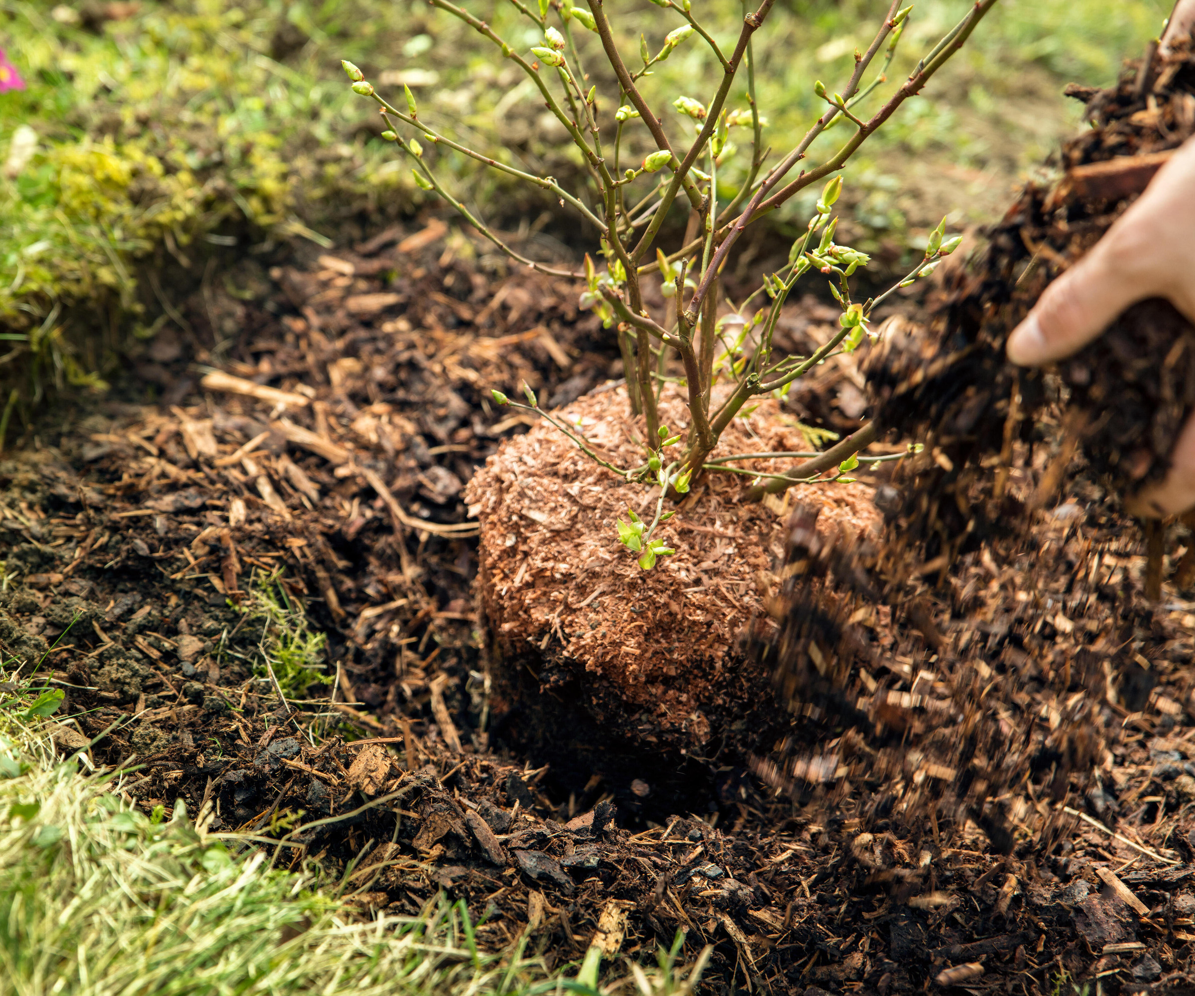 woman spreading mulch around the base of a plant