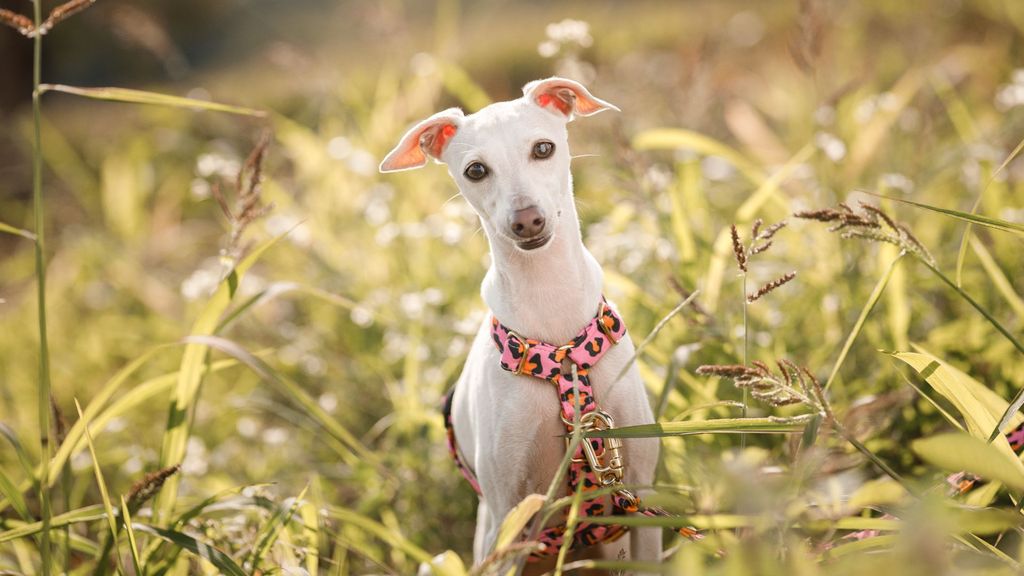 21 best dog breeds for hot weather that cope well | PetsRadar