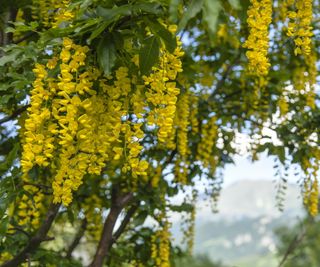 Flowering laburnum with yellow blooms