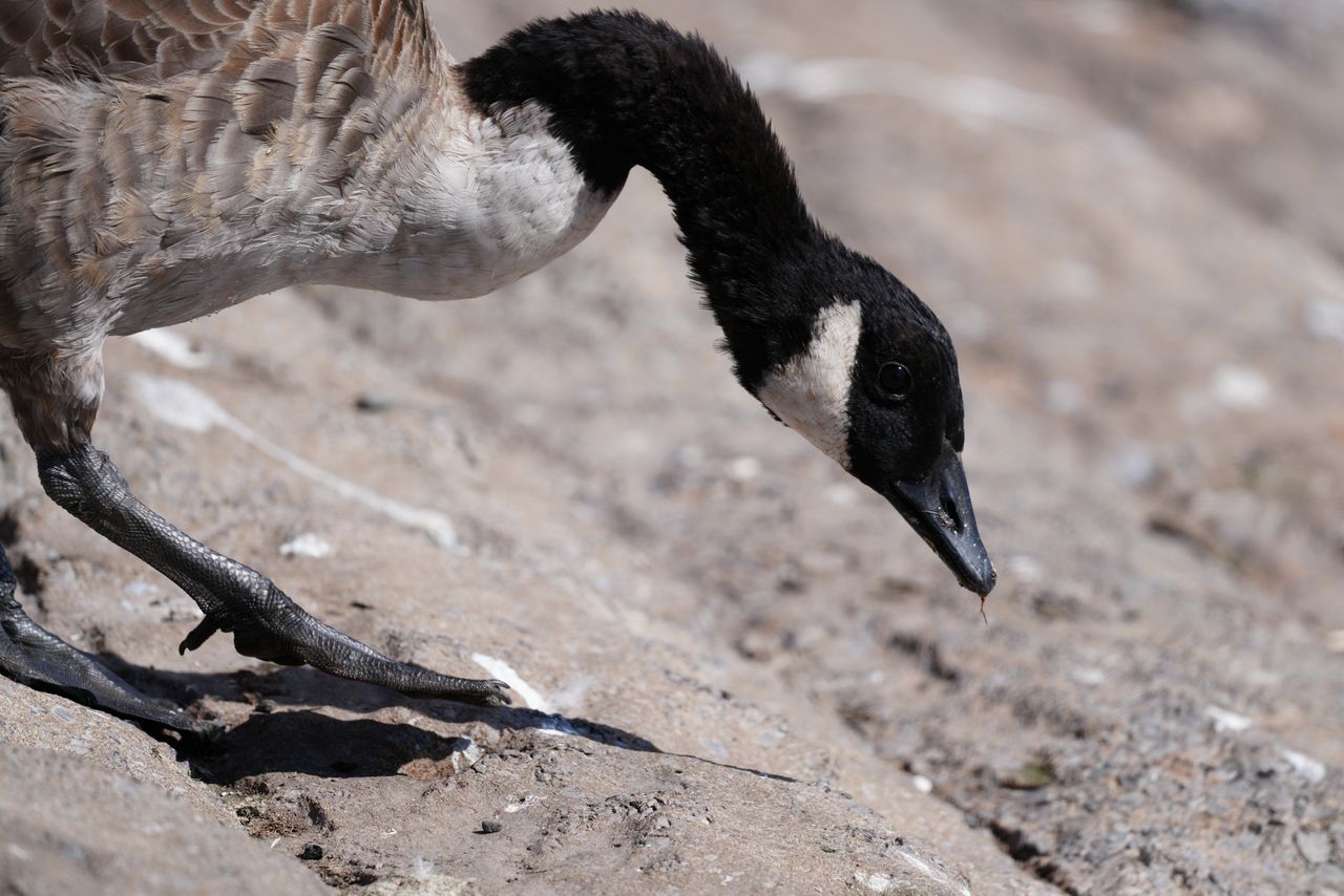 Sony FE 600mm f/6.3 GM OSS sample image