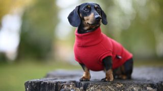 Daschund wearing one of the best dog coats