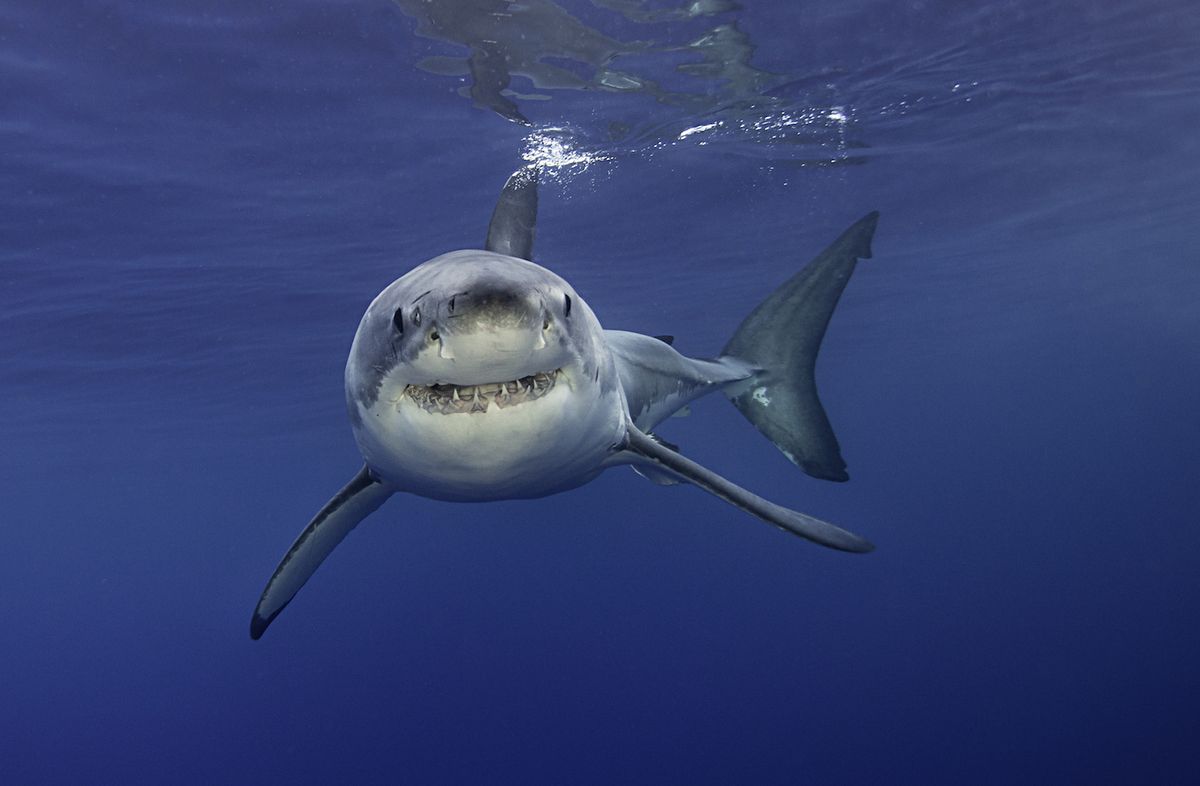 great white shark in the water