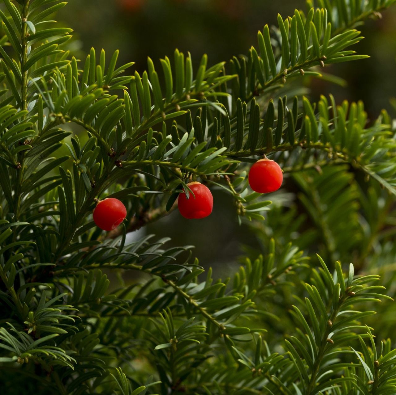 Japanese Yew Tree