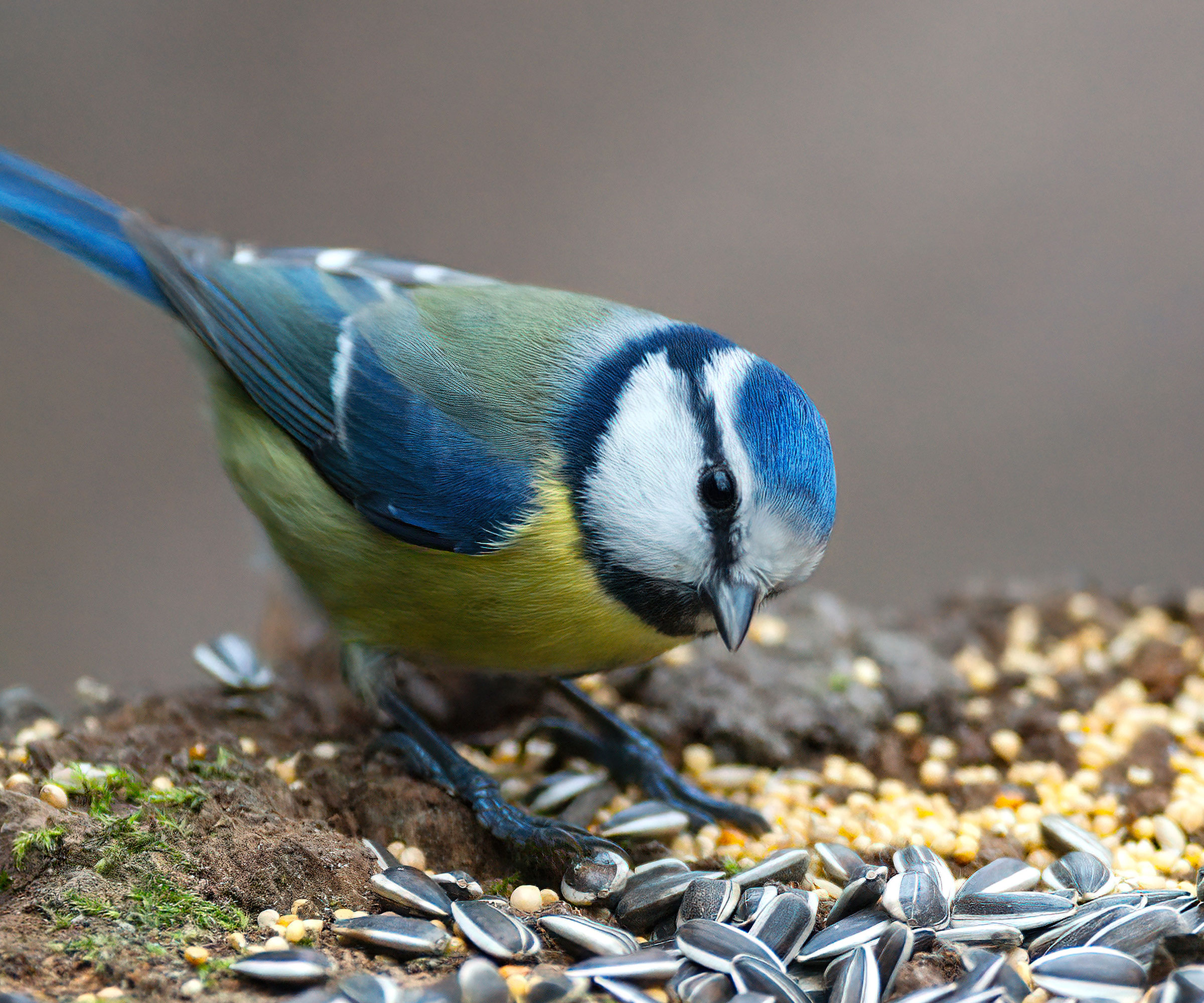 blue tit feeding on charcuterie style tray feeder