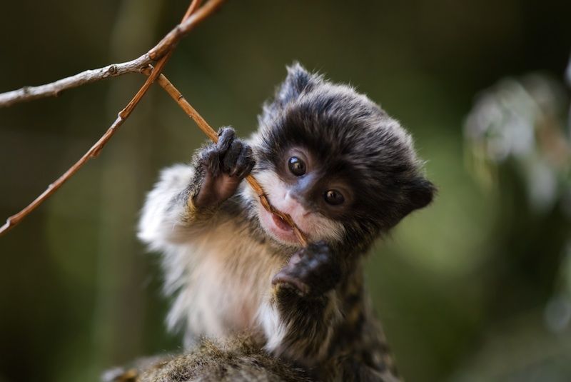 Baby emperor tamarin.