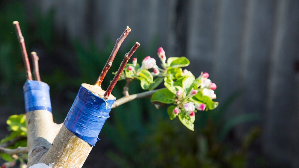 New grafts on a blossoming apple tree