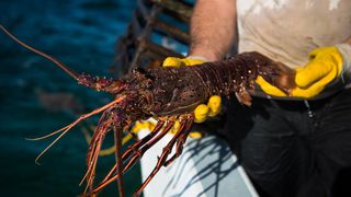 Fisherman wearing yellow gloves holds a captured lobster in Western Australia.