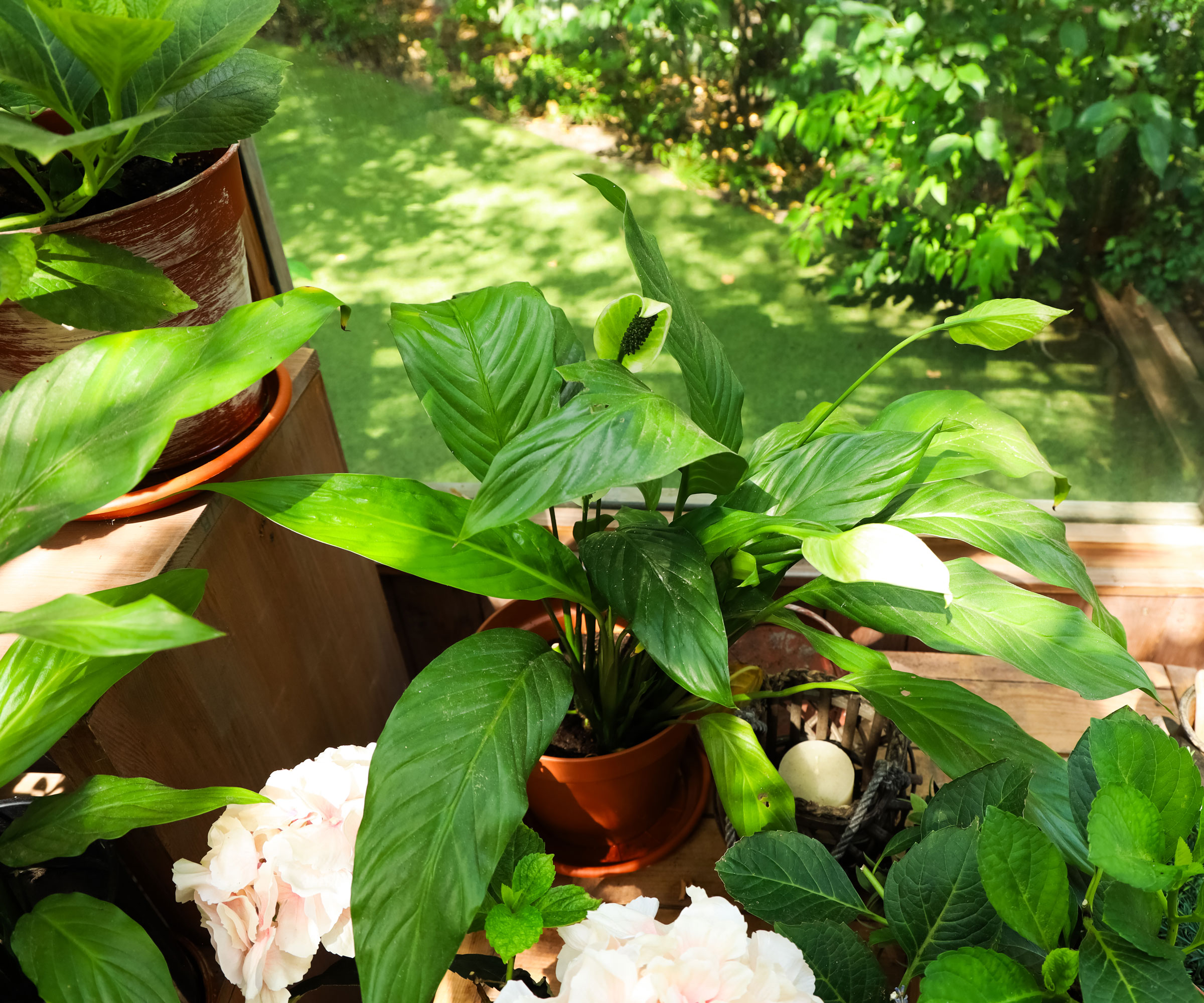 peace lily with other plants in dappled light in yard
