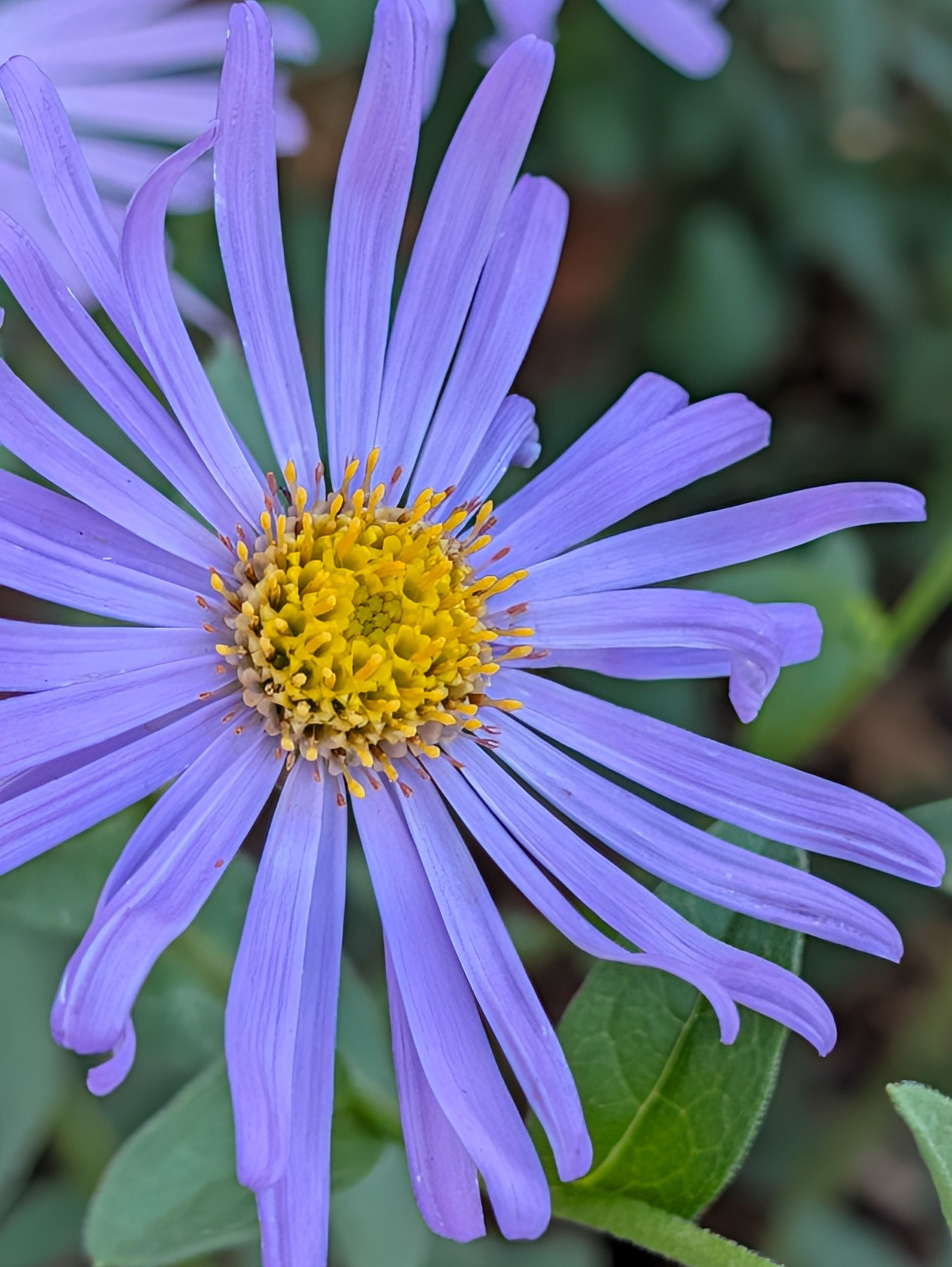 Macro close-up of a purple flower with a bright yellow center.