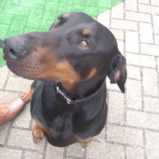 black doberman dog on tiled floor