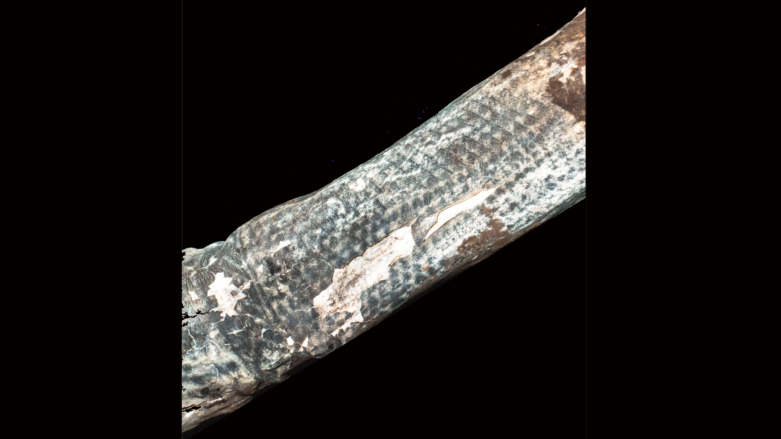 A tattoo on a mummified forearm shows black diamonds against the fluorescing white skin