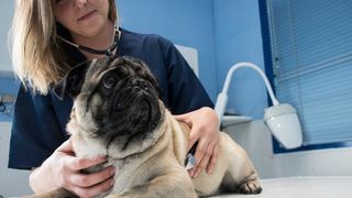 gastritis in dogs