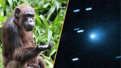 A split pane image with a chimpanzee on the left and a picture of comet 3I/ATLAS on the right