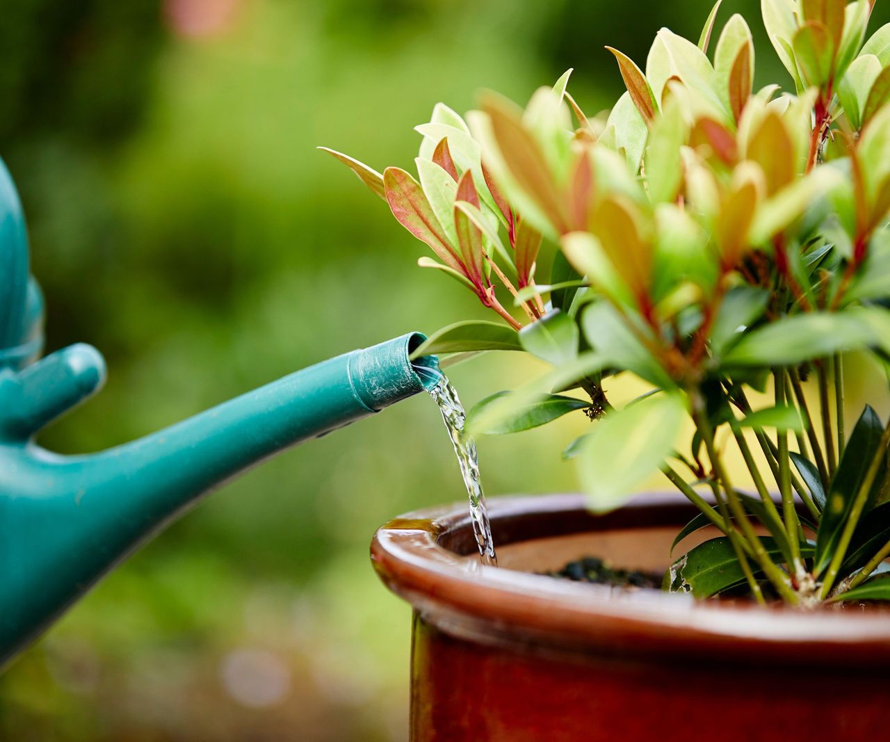 Watering plants in containers: top tips to get it right | Homes & Gardens