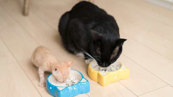 How long should cats eat kitten food for? | PetsRadar