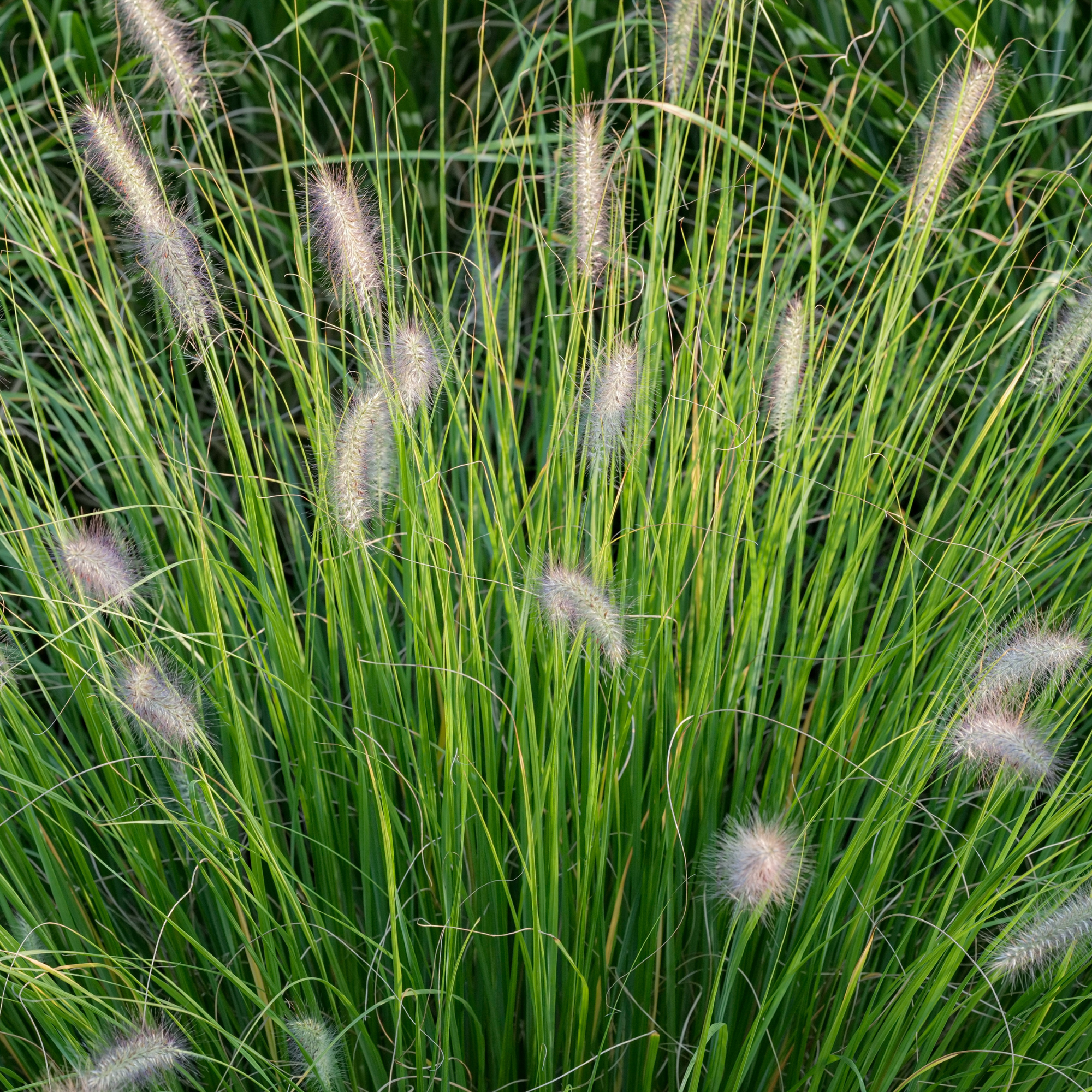 Pennisetum alopecuroides &amp;lsquo;Hameln&amp;rsquo;