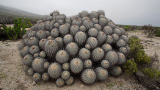 Copiapoa cinerea grows in arid regions in northern Chile.