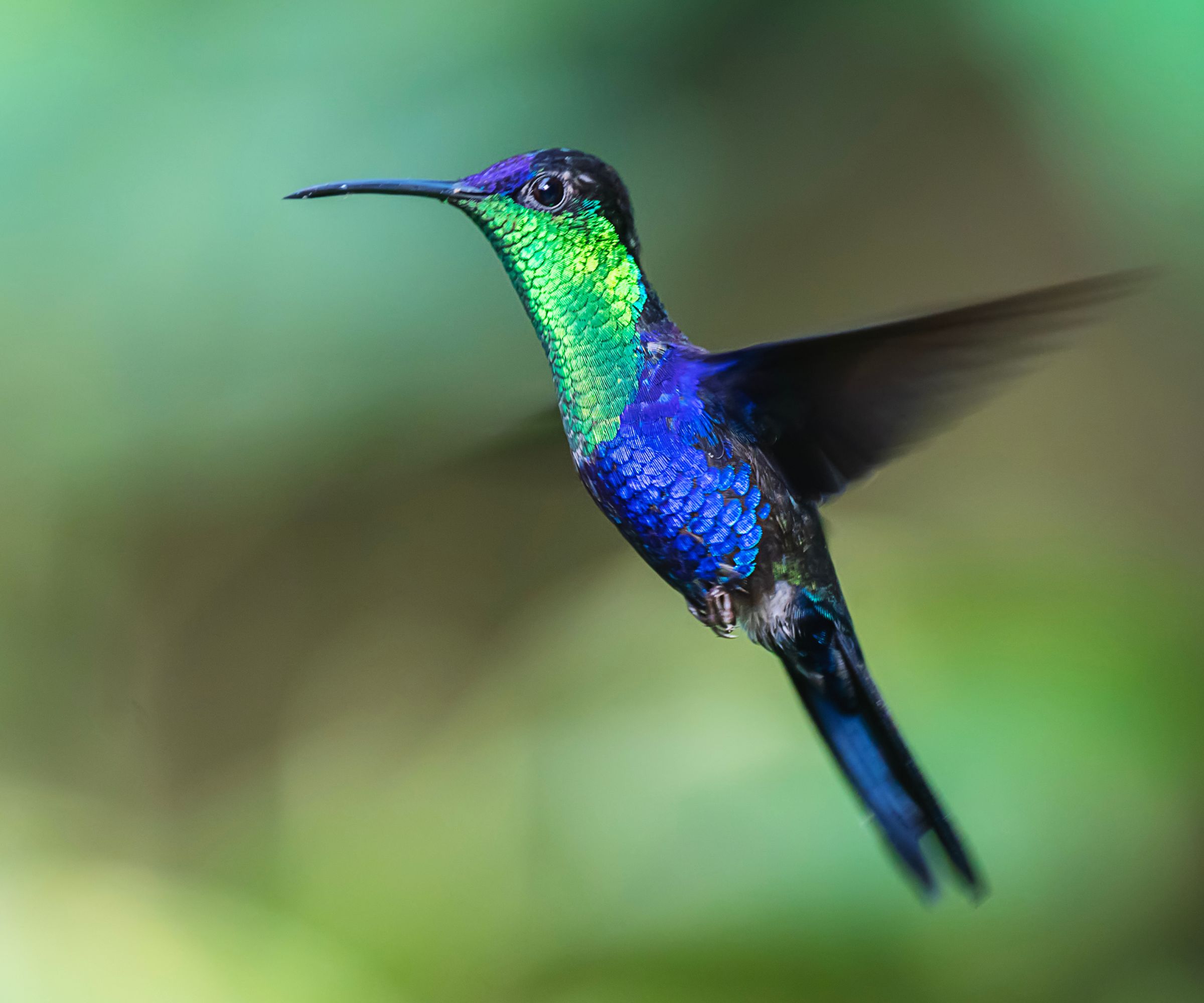 A Violet-crowned Woodnymph (Thalurania colombica) hummingbird hovers gracefully in mid-air, its iridescent violet crown and shimmering green body glowing against a softly blurred green background.