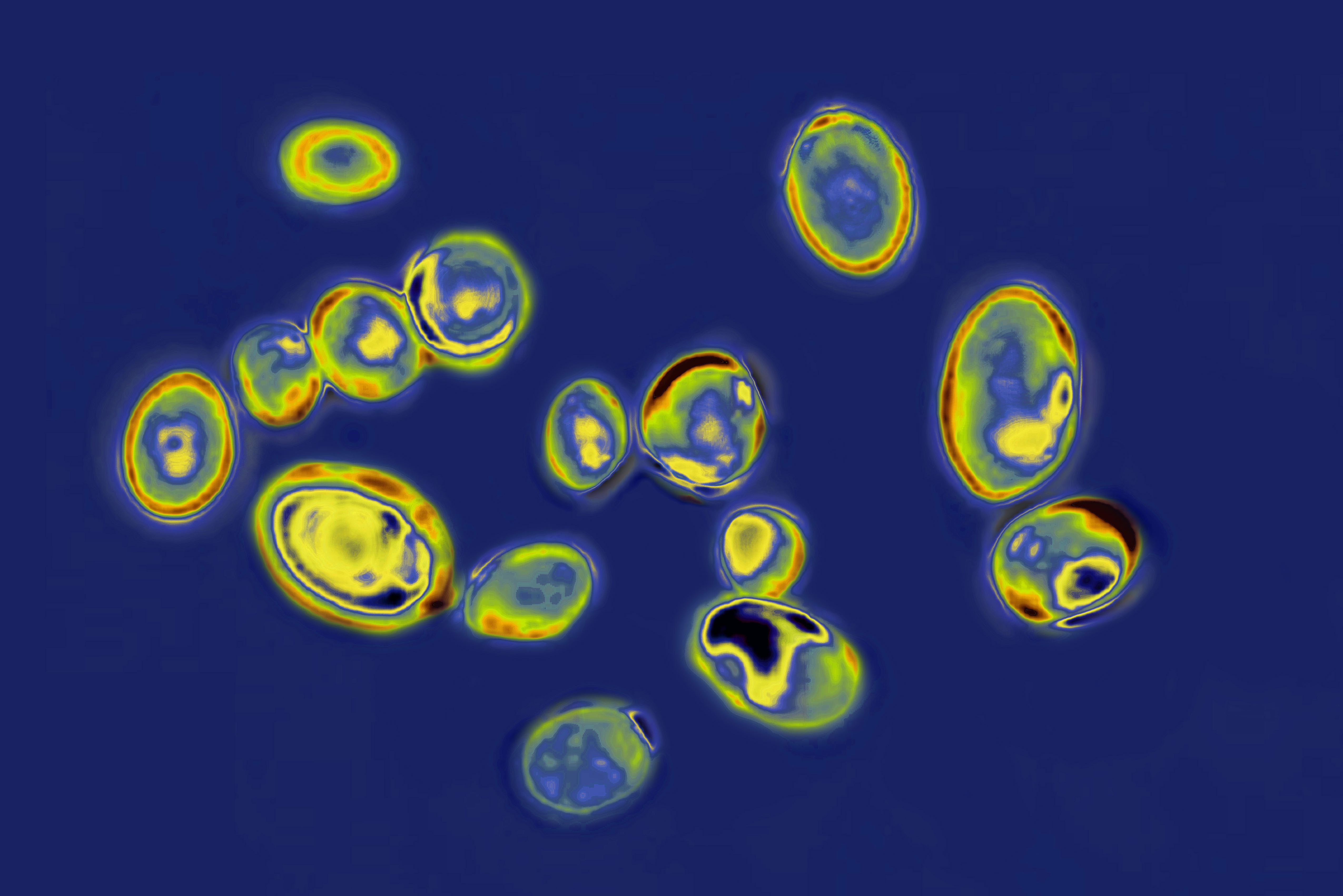 Vedere la microscop optic a c.  auris pe fond albastru