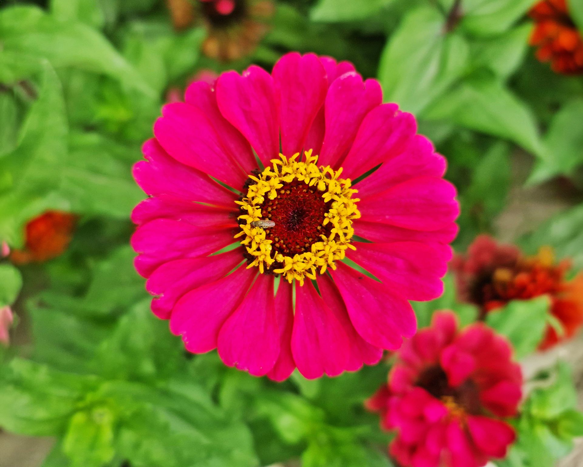Zinnia pumila Cut and Come Again flowers