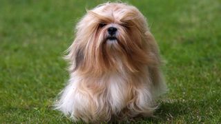 Lhasa apso running in garden