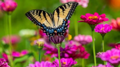 tiger swallowtail sitting on zinnia flower in butterfly garden