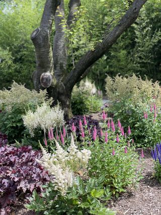 woodland garden with bright pink flowering Veronica