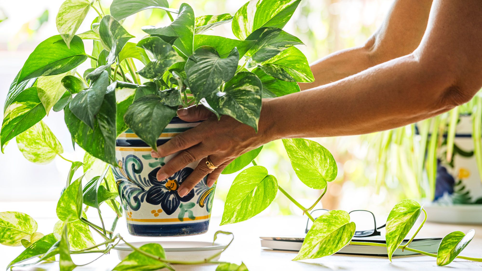The Vaseline Trick Every Houseplant Needs This Fall – 5 Easy Ways to Prevent Pests with Petroleum Jelly