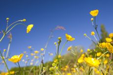 'Nothing annoys me more than a cocky yellow buttercup.'