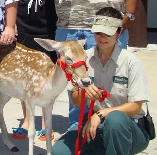 Maggie, a 17-year-old fallow deer and long-time resident of the petting zoo at the Brevard Zoo, was euthanized after she became unable to hold food down. She lived beyond the typical life span for her species.