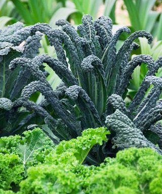 how to grow winter brassicas: Kale variety Cavolo Nero