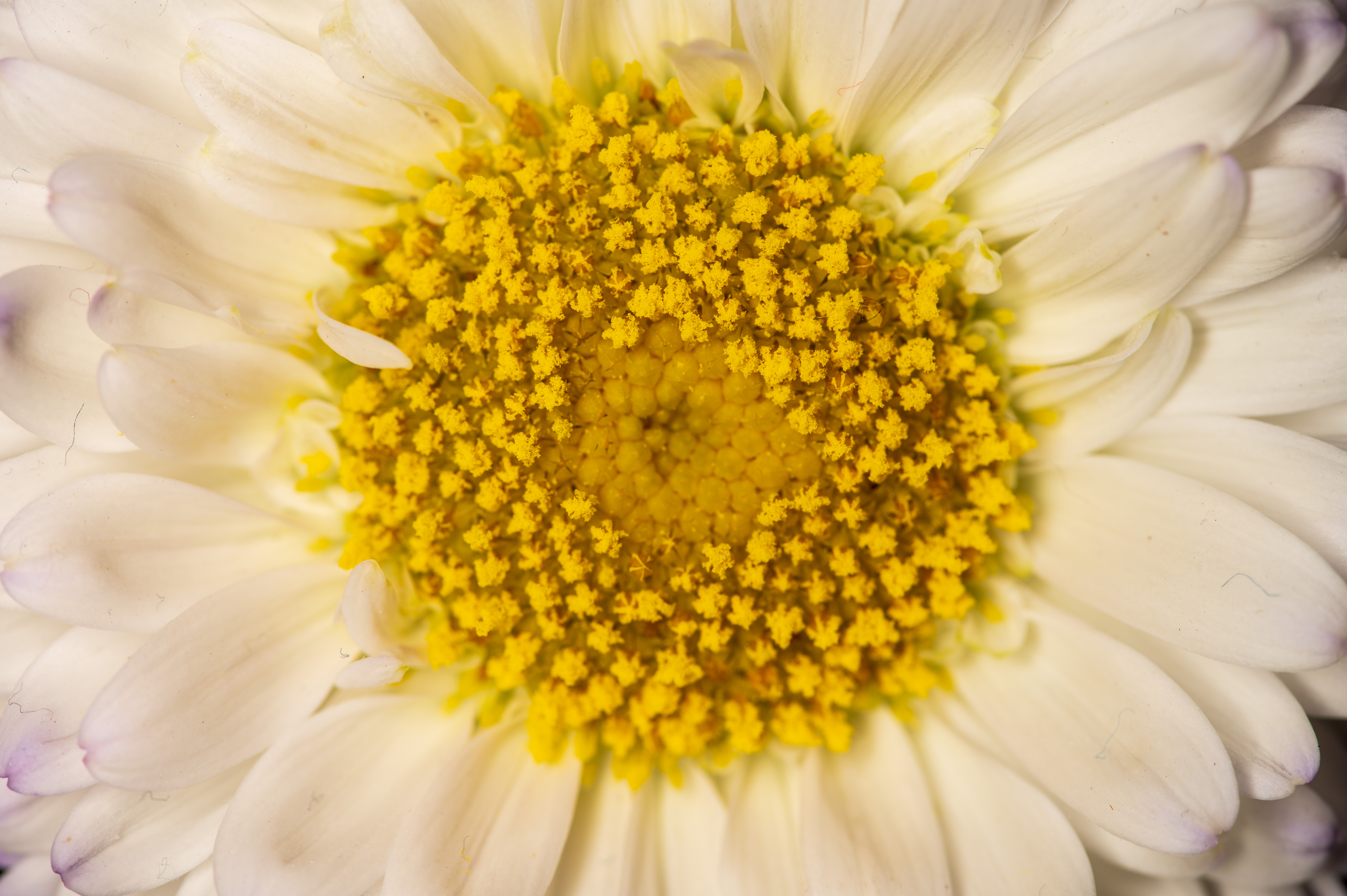 Neewer RF1 Macro Ring Flash example shot