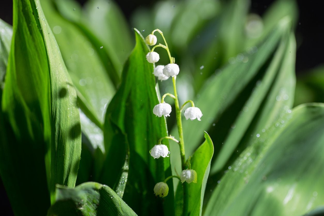 How To Treat Sick Lily Of The Valley Plants: Common Diseases Of Lily Of The  Valley