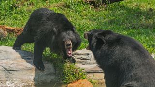 Two adult black bears fighting