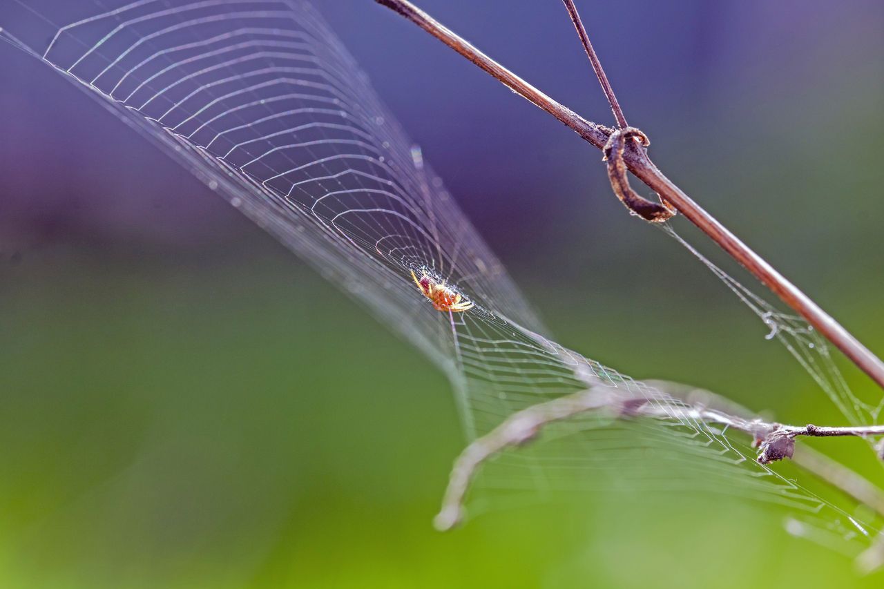 A juvenile spider (Araniella villanii) that researchers just recently described.