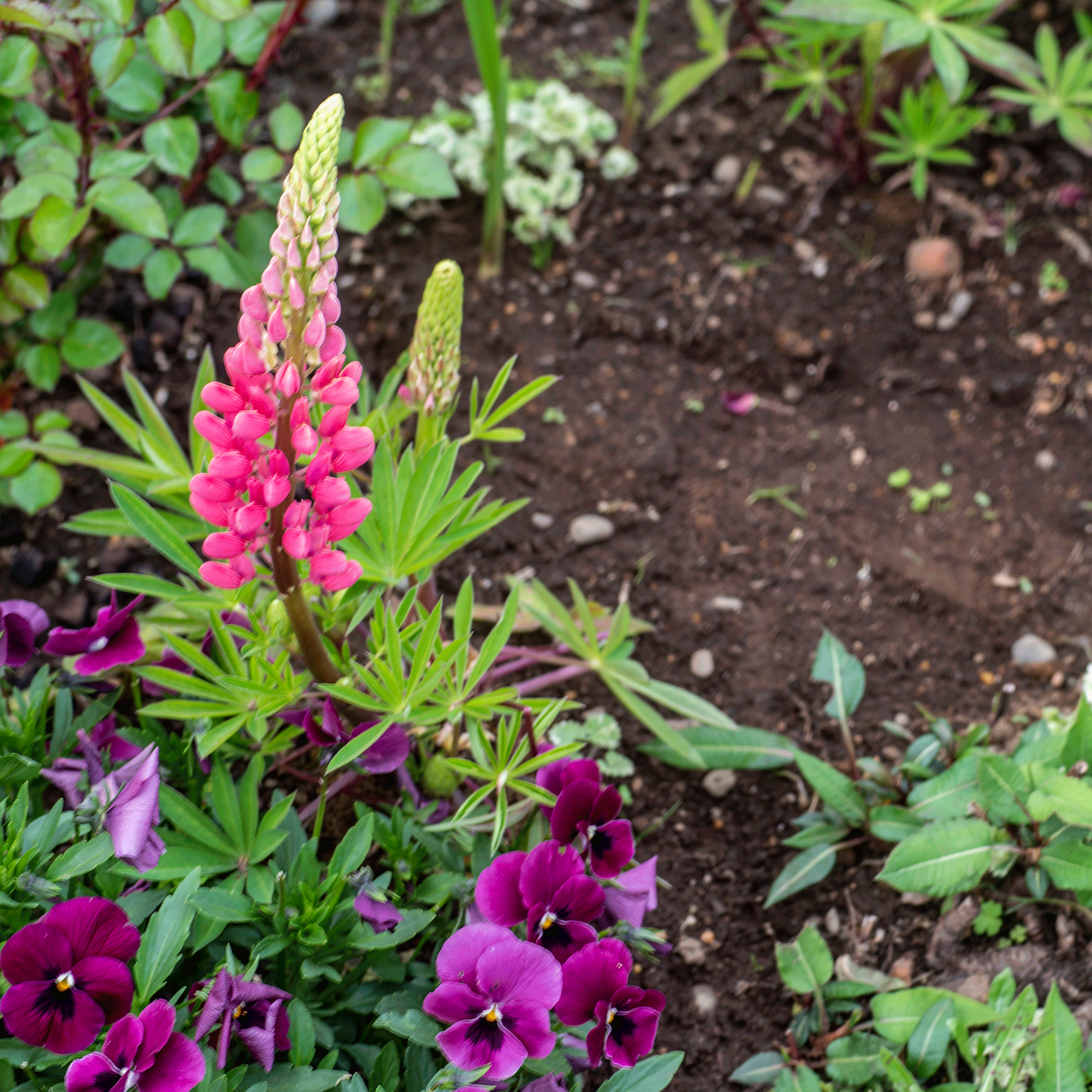 Lupins in garden