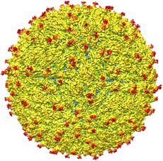 An image of the surface of the Zika virus.